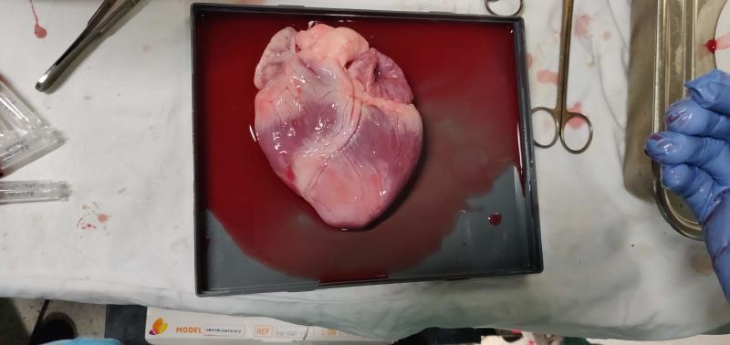 Featured image of post Experiments in the Gasthuisberg hospital